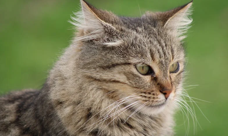 "Je Pars en Vacances. Peux-tu T'occuper de Mon Chat, de Mes Poissons et... de Mon Mari ?" M'a Demandé Mon Amie